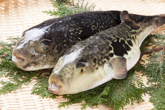 【淡路島】19歳男性、食中毒で救急搬送　釣ったふぐをその場で調理し肝臓を含めほぼ全てを完食