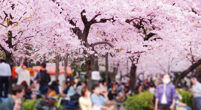 「やっぱり桜を見たい」花見自粛も大勢でにぎわう